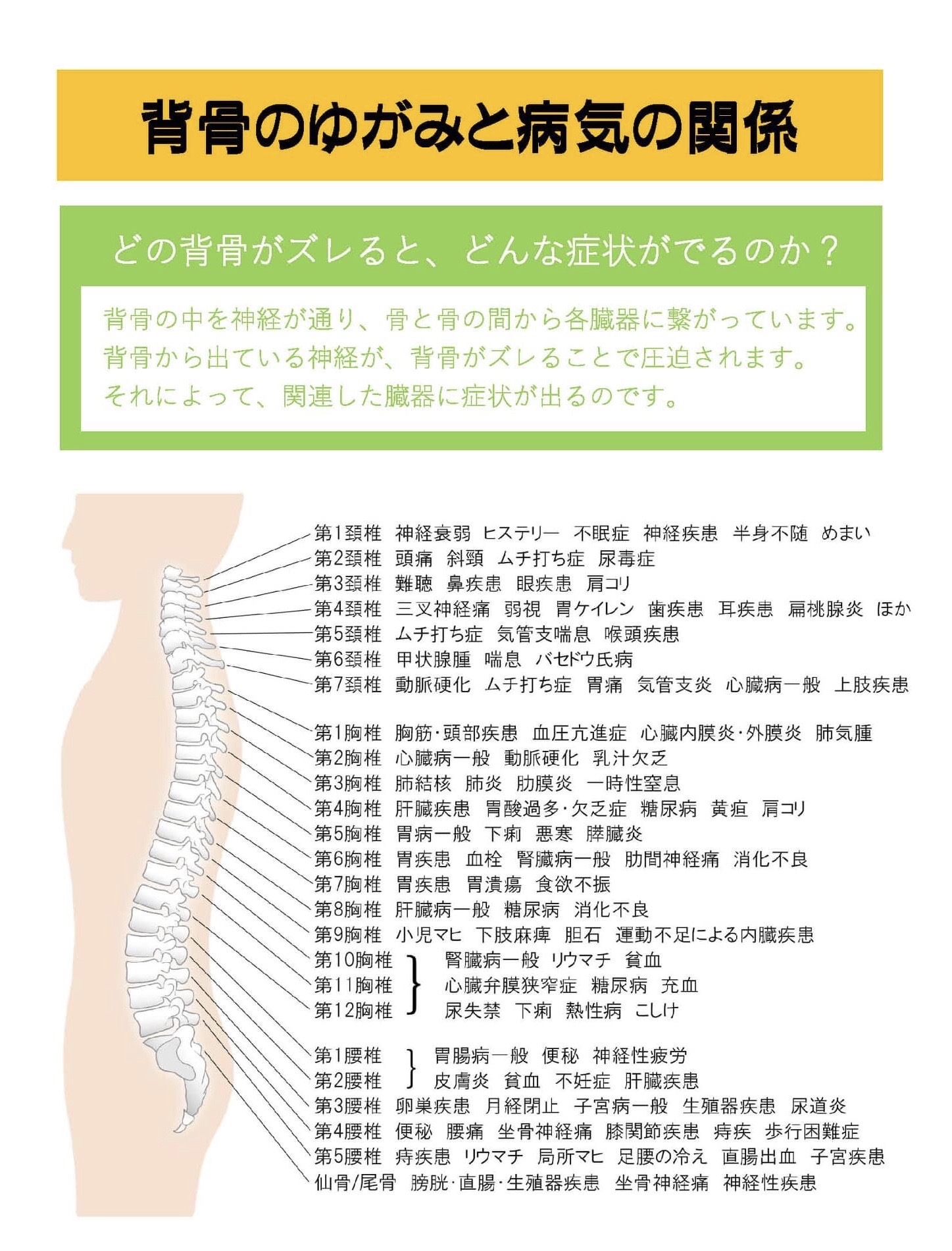 背骨のゆがみとお体の不調の関係 陵南せいこついんのブログ